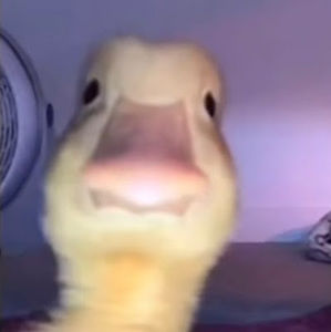 Meet your Posher, Akem